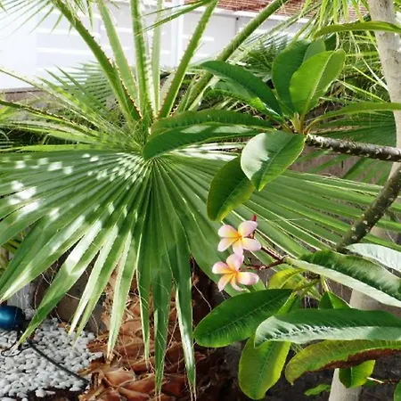 빌라 Exclusive In Bahia Del Duque